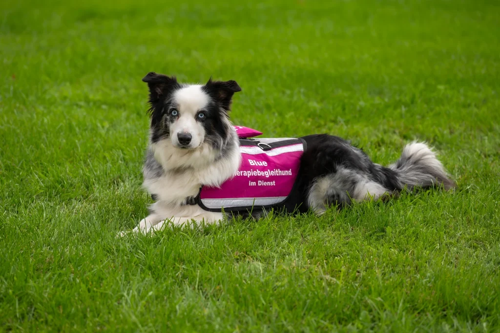Border Collie mit blauen Augen liegt im Gras, auf seiner pinken Weste steht „Blue – Therapiebegleithund im Dienst“